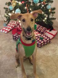 Reunited Male Dog last seen Near Davis Rd Palm Springs, FL, 33406, Palm Springs, FL 33461