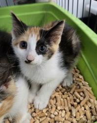 Shelter Stray Female Cat last seen Near Belltown rd, Dover,, 1639 Old Airport Rd, New Bern, NC 28562, USA