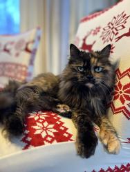 Lost Female Cat last seen Muldoon and Debarr, Anchorage, AK 99504