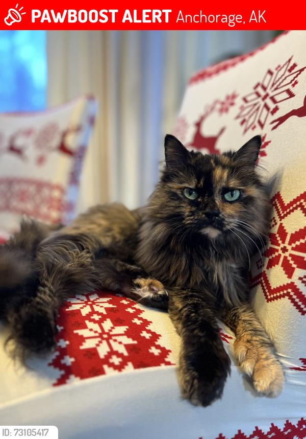 Lost Female Cat last seen Muldoon and Debarr, Anchorage, AK 99504