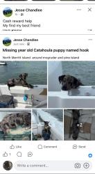 Reunited Male Dog last seen Mcgruder and pine island , North Merritt Island, FL 32953