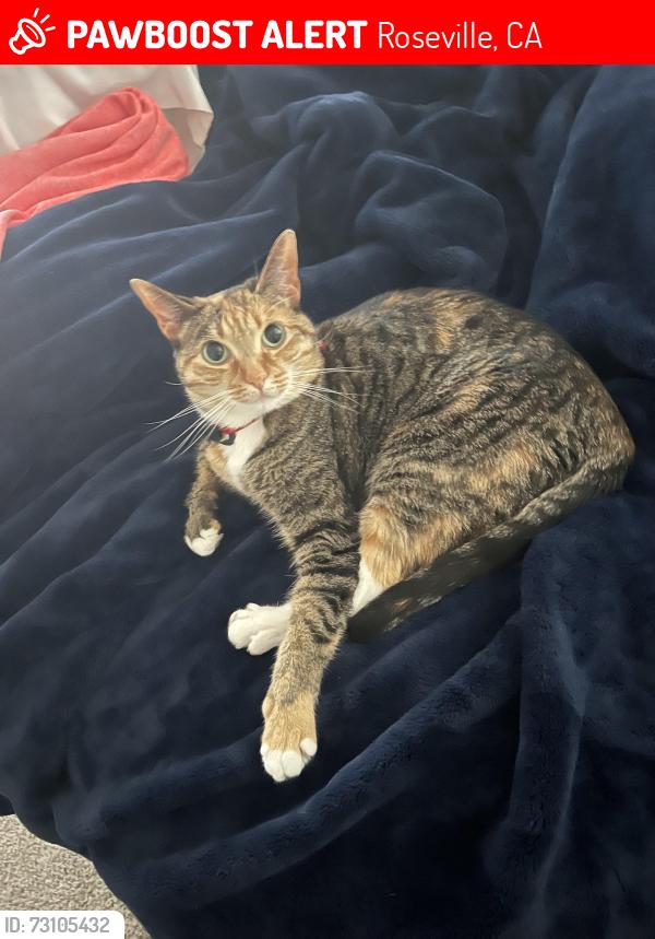 Lost Female Cat last seen Baseline and junction, Roseville, CA 95747
