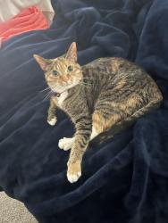 Lost Female Cat last seen Baseline and junction, Roseville, CA 95747