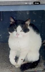 Reunited Male Cat last seen SW 328th St, Federal Way, WA 98023, USA, Federal Way, WA 98023