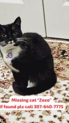 Lost Female Cat last seen U-Haul, Cheyenne, WY 82001
