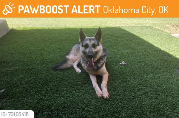 Found/Stray Male Dog last seen Quail Creek, Oklahoma City, OK 73120