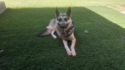 Found/Stray Male Dog last seen Quail Creek, Oklahoma City, OK 73120