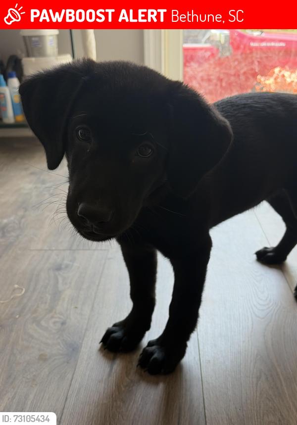 Lost Male Dog last seen The road, Bethune, SC 29009