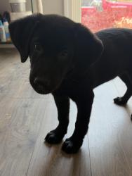 Lost Male Dog last seen The road, Bethune, SC 29009