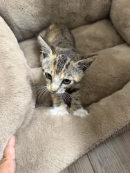 Found/Stray Unknown Cat last seen Street, Bowman, CA 95603