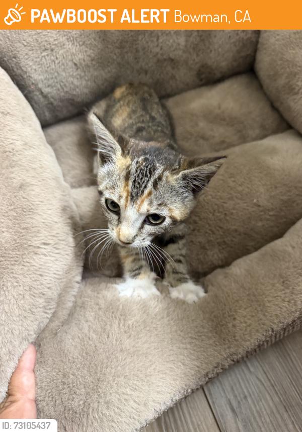 Found/Stray Unknown Cat last seen Street, Bowman, CA 95603