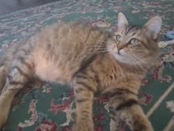 Lost Female Cat last seen Near crosstie circle, Fort Worth, TX 76116