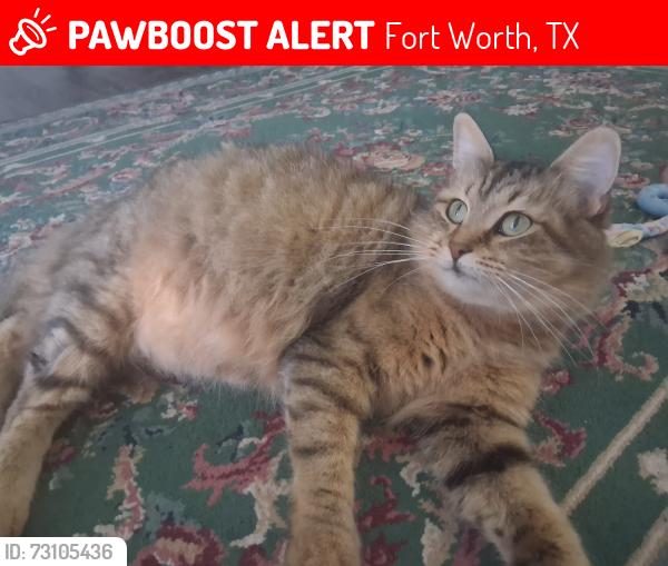 Lost Female Cat last seen Near crosstie circle, Fort Worth, TX 76116