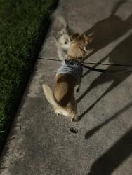 Found/Stray Male Dog last seen DQ Apts. 1919 Qui Lakes Dr. Stk. 95207, Stockton, CA 95207