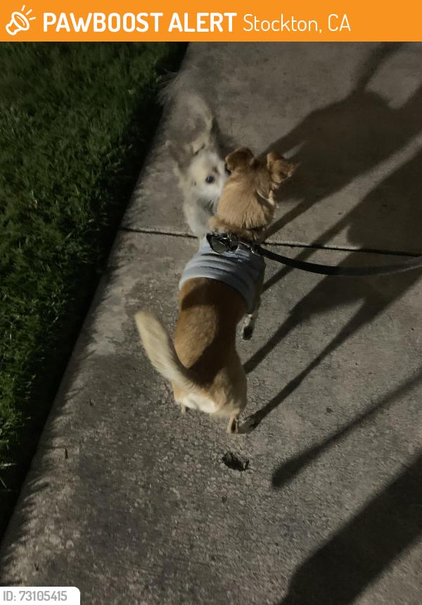 Found/Stray Male Dog last seen DQ Apts. 1919 Qui Lakes Dr. Stk. 95207, Stockton, CA 95207