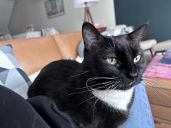 Lost Female Cat last seen Coach manor rise (backyard in the green space), Calgary, AB T3H 1C5