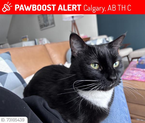 Lost Female Cat last seen Coach manor rise (backyard in the green space), Calgary, AB T3H 1C5