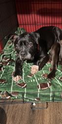 Reunited Male Dog last seen Madison and Dewey, Citrus Heights, CA 95621