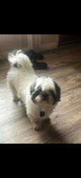 Reunited Male Dog last seen Mountain Rd and Claudine St, Albuquerque, NM 87123