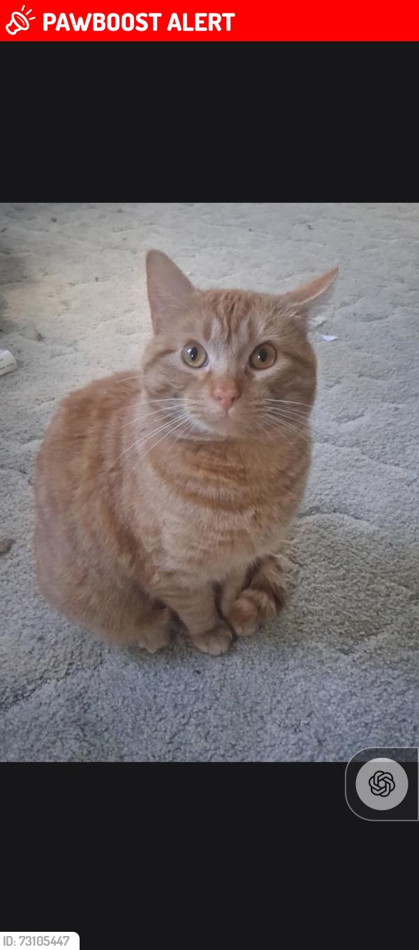 Lost Male Cat last seen Church of the brethren washington street Mt pleasant pa, Mount Pleasant Township, PA 15666