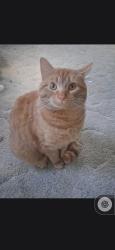Lost Male Cat last seen Church of the brethren washington street Mt pleasant pa, Mount Pleasant Township, PA 15666