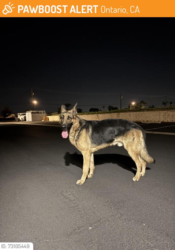 Found/Stray Male Dog last seen Philadelphia and Grove Ave, Ontario, CA 91761