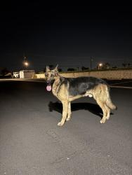 Found/Stray Male Dog last seen Philadelphia and Grove Ave, Ontario, CA 91761
