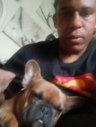 Lost Male Dog last seen Lankershim blvd north hollywood cvs store, Los Angeles, CA 91606
