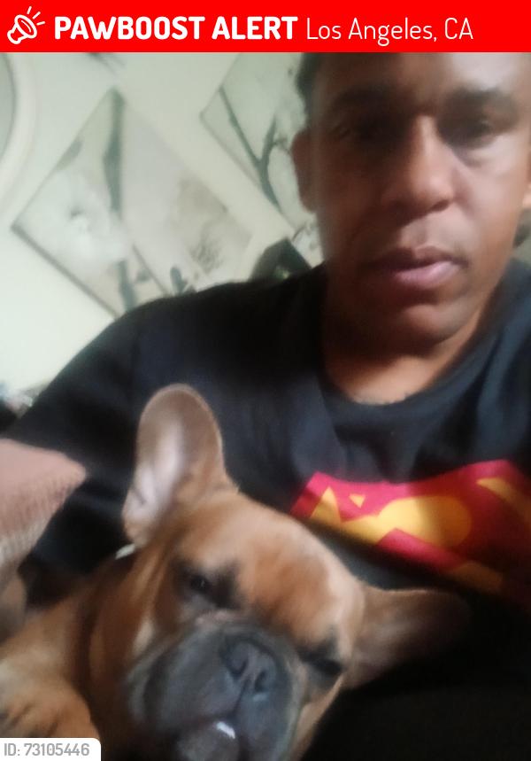 Lost Male Dog last seen Lankershim blvd north hollywood cvs store, Los Angeles, CA 91606