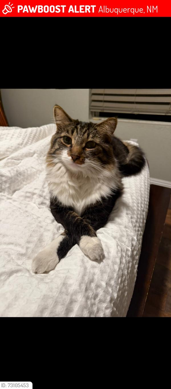 Lost Male Cat last seen Around the Park off Cuba and Miera, Albuquerque, NM 87114
