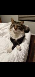 Lost Male Cat last seen Around the Park off Cuba and Miera, Albuquerque, NM 87114