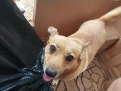 Lost Female Dog last seen Pearl city across H-Mart, Pearl City, HI 96782
