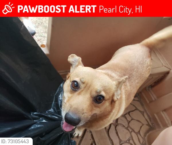 Lost Female Dog last seen Pearl city across H-Mart, Pearl City, HI 96782