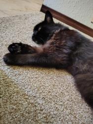 Lost Male Cat last seen Pine Street near 13th Street, Everett, WA 98201