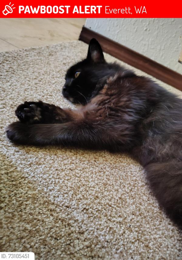 Lost Male Cat last seen Pine Street near 13th Street, Everett, WA 98201