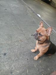 Lost Male Dog last seen Lankershim by redline station/ CVS Store, Los Angeles, CA 91606