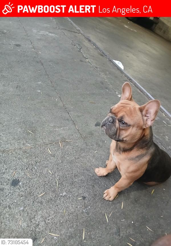 Lost Male Dog last seen Lankershim by redline station/ CVS Store, Los Angeles, CA 91606