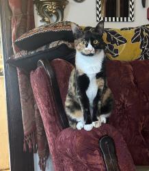 Reunited Female Cat last seen 80th and Taylor Street, Portland, OR 97215
