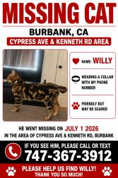 Lost Male Cat last seen Kenneth Rd, Burbank, CA 91502