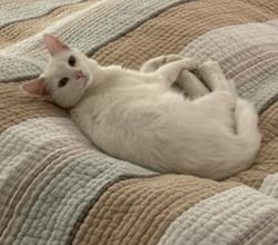 Reunited Female Cat last seen Drysdale, San Jose, CA 95124