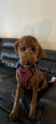 Lost Female Dog last seen Comanche Ave & Parthenia St., Los Angeles, CA 91306