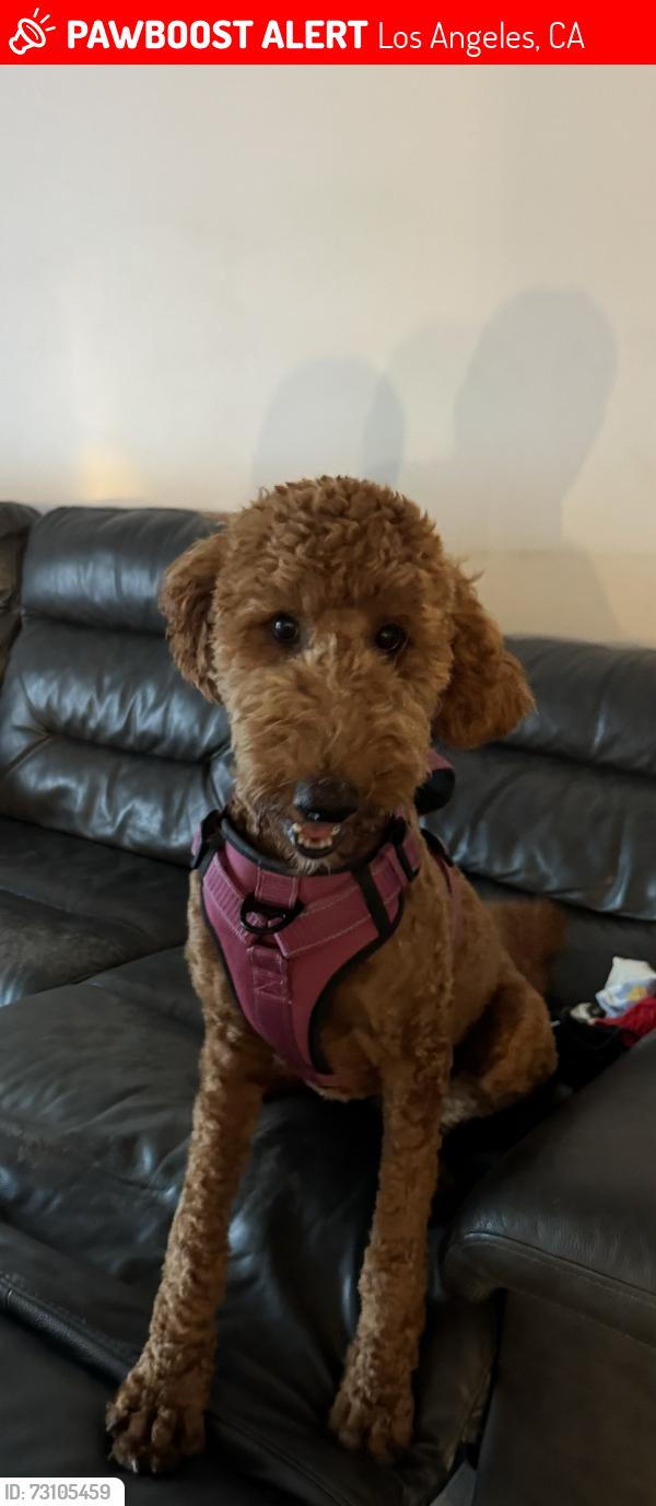 Lost Female Dog last seen Comanche Ave & Parthenia St., Los Angeles, CA 91306