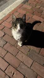 Reunited Unknown Cat last seen Across the street from Barcelona wine bar, Cambridge, MA 02138
