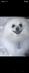 Reunited Male Dog last seen Parchester village near point pinole park, Richmond, CA 94806