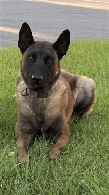 Shelter Stray Male Dog last seen , 4275 Elton St, Baldwin Park, CA 91706, USA