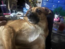 Reunited Female Dog last seen Kelton Ln, Phoenix, AZ 85032
