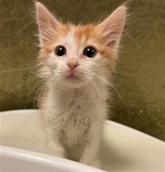 Shelter Stray Male Cat last seen Near BLOCK RIVERSIDE PLAZA DR, RIVERSIDE CA 92506, 6851 Van Buren Boulevard, Jurupa Valley, CA 92509, USA
