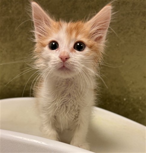 Shelter Stray Male Cat last seen Near BLOCK RIVERSIDE PLAZA DR, RIVERSIDE CA 92506, 6851 Van Buren Boulevard, Jurupa Valley, CA 92509, USA