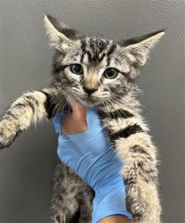 Shelter Stray Female Cat last seen W 5TH ST X L ST, 333 Chandler Pl, San Bernardino, CA 92408, USA