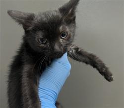Shelter Stray Female Cat last seen W 5TH ST X L ST, 333 Chandler Pl, San Bernardino, CA 92408, USA